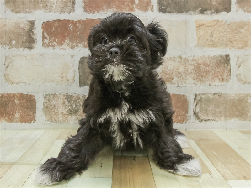 三重県のチワズー/チワシーズ(チワワ×シーズー) (ワンラブカインズ明和店(FC)/2025年10月14日生まれ/女の子/ブラックホワイト)の子犬の3枚目の画像