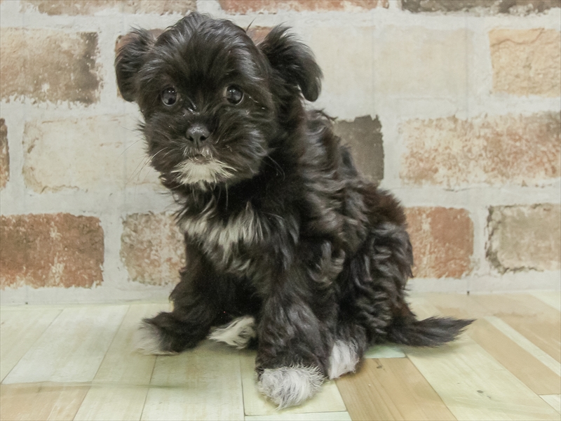 三重県のチワズー/チワシーズ(チワワ×シーズー) (ワンラブカインズ明和店(FC)/2025年10月14日生まれ/女の子/ブラックホワイト)の子犬の2枚目の画像