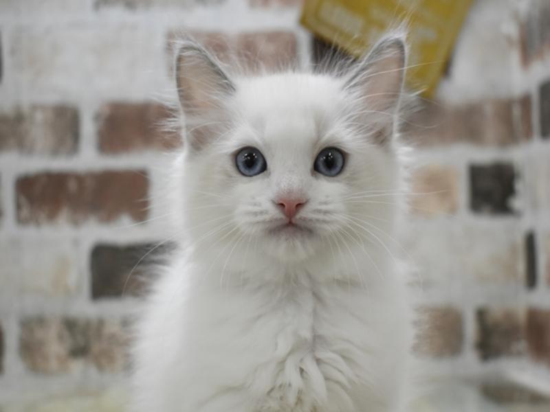 滋賀県のラグドール (ワンラブカインズ甲賀店/2025年10月15日生まれ/男の子/ブルーポイントバイカラー)の子猫の1枚目の画像