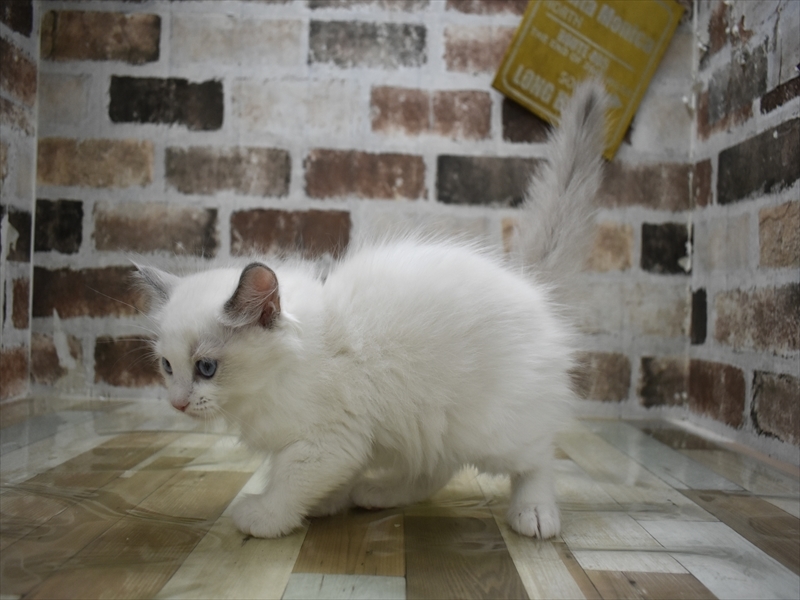 滋賀県のラグドール (ワンラブカインズ甲賀店/2025年10月15日生まれ/男の子/ブルーポイントバイカラー)の子猫の3枚目の画像