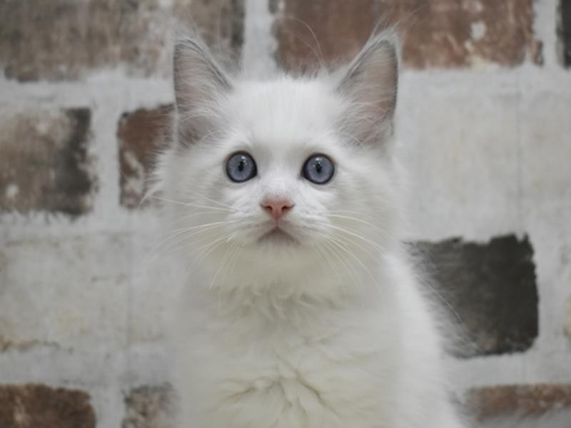 岐阜県のラグドール (ワンラブアクアウォーク大垣店(FC)/2025年10月15日生まれ/男の子/ブルーポイントバイカラー)の子猫の1枚目の画像