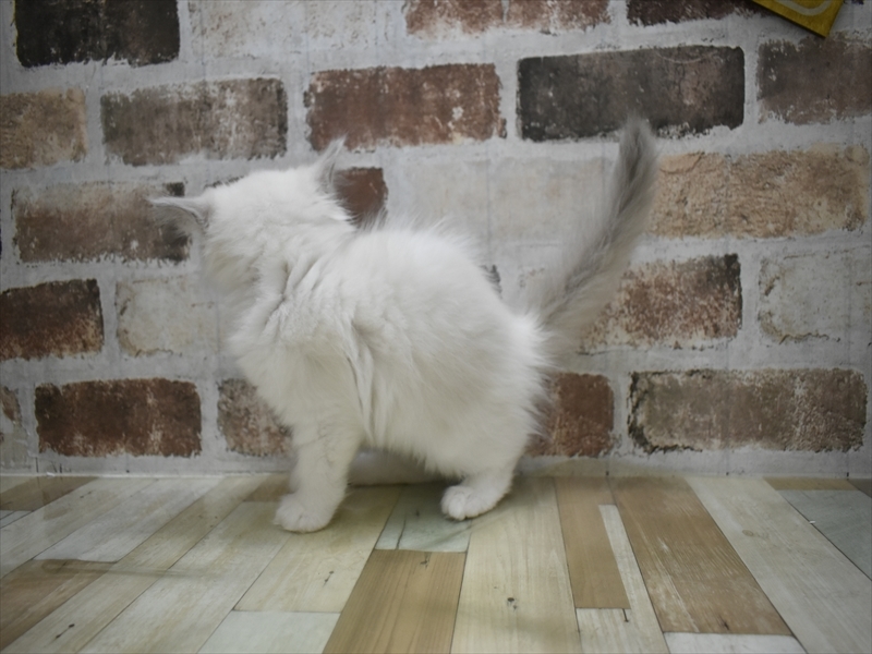 岐阜県のラグドール (ワンラブアクアウォーク大垣店(FC)/2025年10月15日生まれ/男の子/ブルーポイントバイカラー)の子猫の3枚目の画像