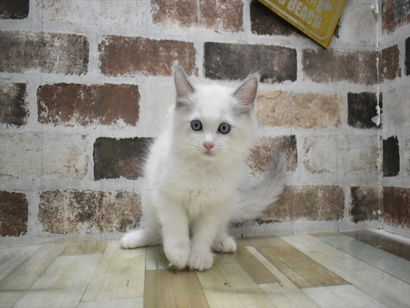 岐阜県のラグドール (ワンラブアクアウォーク大垣店(FC)/2025年10月15日生まれ/男の子/ブルーポイントバイカラー)の子猫の2枚目の画像