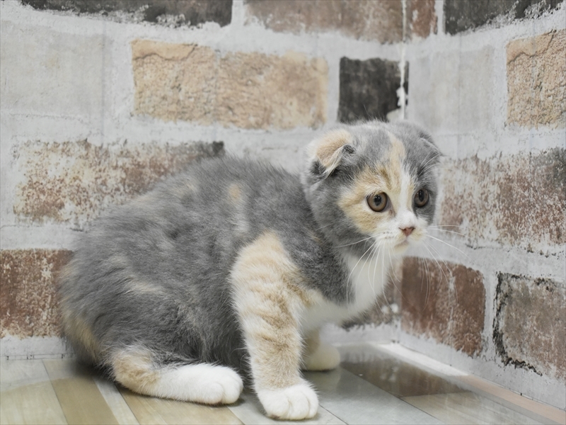 福井県のスコティッシュフォールド (ワンラブコメリパワー坂井店/2025年10月13日生まれ/女の子/キャリコ)の子猫の3枚目の画像