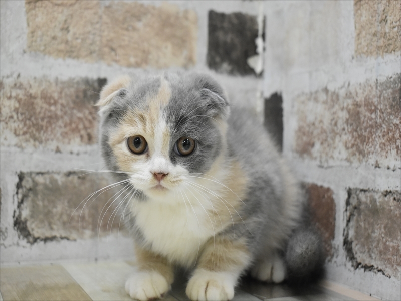 福井県のスコティッシュフォールド (ワンラブコメリパワー坂井店/2025年10月13日生まれ/女の子/キャリコ)の子猫の2枚目の画像