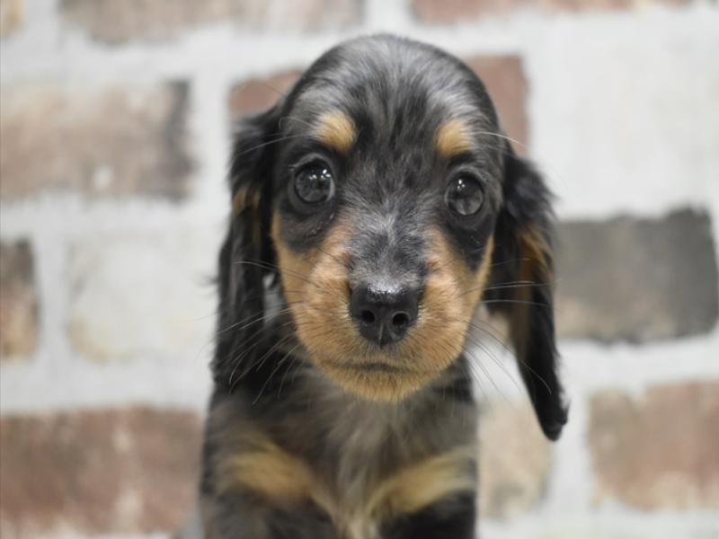 香川県のミニチュアダックスフンド(ロング) (ワンラブイオンタウン宇多津店/2025年10月13日生まれ/男の子/シルバーダップル)の子犬の1枚目の画像