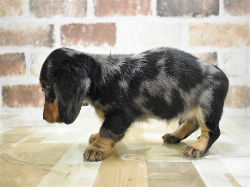 香川県のミニチュアダックスフンド(ロング) (ワンラブイオンタウン宇多津店/2025年10月13日生まれ/男の子/シルバーダップル)の子犬の3枚目の画像