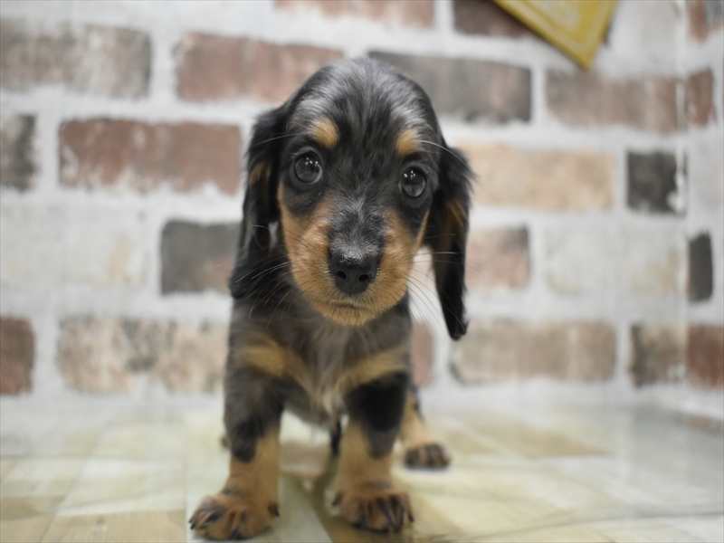 香川県のミニチュアダックスフンド(ロング) (ワンラブイオンタウン宇多津店/2025年10月13日生まれ/男の子/シルバーダップル)の子犬の2枚目の画像