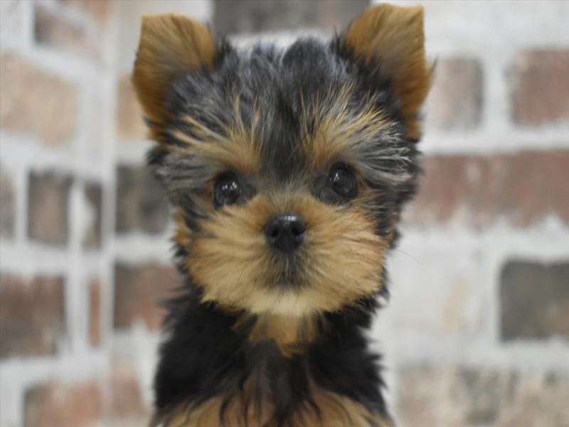 香川県のヨークシャーテリア (ワンラブイオンタウン宇多津店/2025年10月12日生まれ/男の子/スチールブルータン)の子犬の1枚目の画像