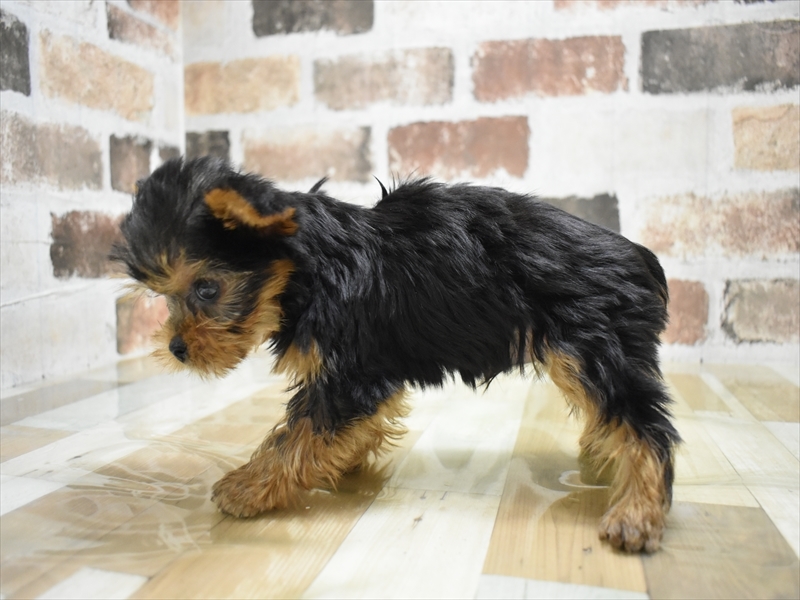 香川県のヨークシャーテリア (ワンラブイオンタウン宇多津店/2025年10月12日生まれ/男の子/スチールブルータン)の子犬の3枚目の画像