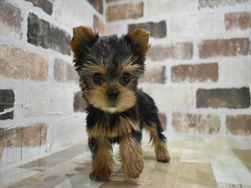 香川県のヨークシャーテリア (ワンラブイオンタウン宇多津店/2025年10月12日生まれ/男の子/スチールブルータン)の子犬の2枚目の画像