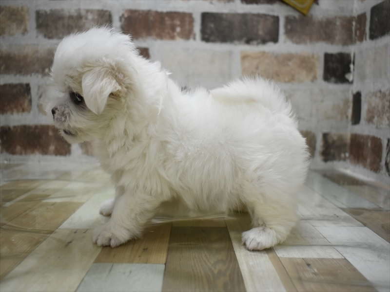 滋賀県のマルチーズ (ワンラブピエリ守山店/2025年10月13日生まれ/女の子/ホワイト)の子犬の3枚目の画像