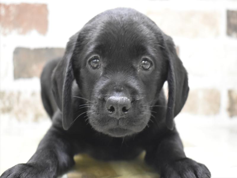 岐阜県のラブラドールレトリーバー (ワンラブおっきなもふもふ岐阜総本店(FC)/2025年10月14日生まれ/男の子/ブラック)の子犬の1枚目の画像