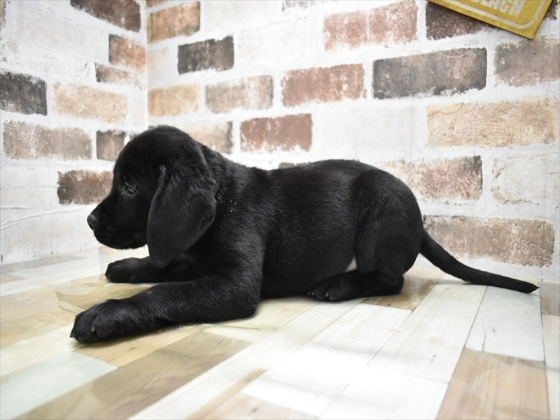 岐阜県のラブラドールレトリーバー (ワンラブおっきなもふもふ岐阜総本店(FC)/2025年10月14日生まれ/男の子/ブラック)の子犬の3枚目の画像