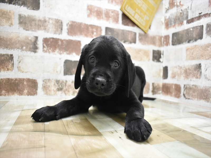 岐阜県のラブラドールレトリーバー (ワンラブおっきなもふもふ岐阜総本店(FC)/2025年10月14日生まれ/男の子/ブラック)の子犬の2枚目の画像