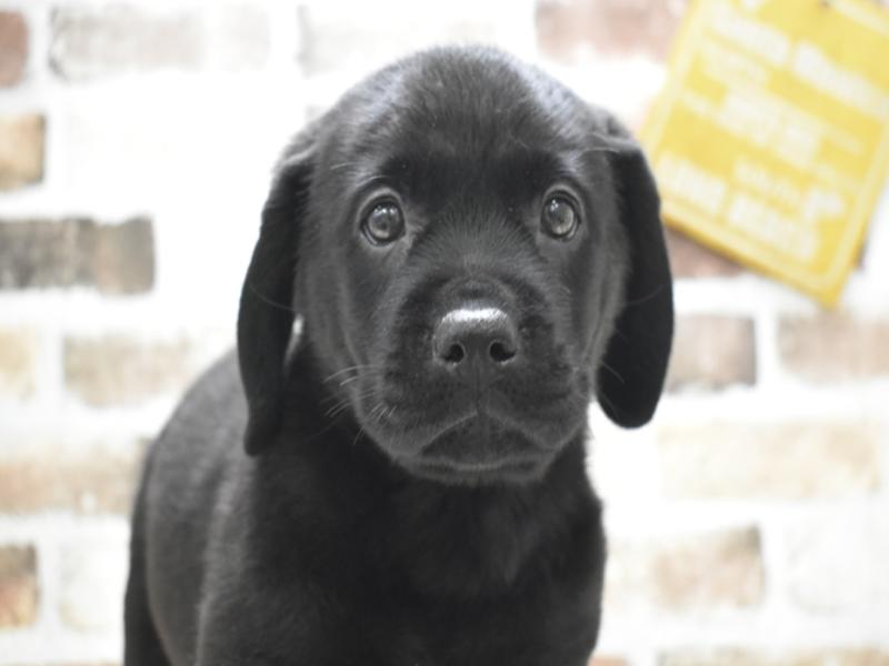 大阪府のラブラドールレトリーバー (ワンラブおっきなもふもふ大阪総本店(FC)/2025年10月14日生まれ/女の子/ブラック)の子犬の1枚目の画像