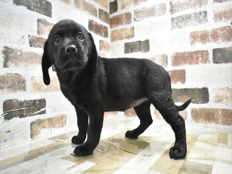 大阪府のラブラドールレトリーバー (ワンラブおっきなもふもふ大阪総本店(FC)/2025年10月14日生まれ/女の子/ブラック)の子犬の3枚目の画像