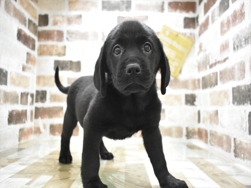 大阪府のラブラドールレトリーバー (ワンラブおっきなもふもふ大阪総本店(FC)/2025年10月14日生まれ/女の子/ブラック)の子犬の2枚目の画像