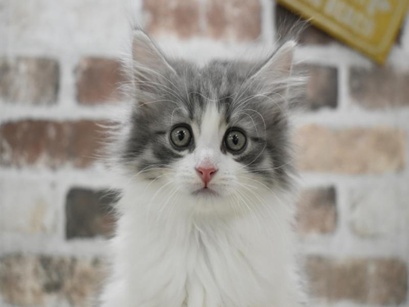 愛知県のノルウェージャンフォレストキャット (ワンラブドン・キホーテ緑店(FC)/2025年10月15日生まれ/男の子/ブルータビーホワイト)の子猫の1枚目の画像