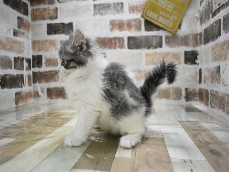 愛知県のノルウェージャンフォレストキャット (ワンラブドン・キホーテ緑店(FC)/2025年10月15日生まれ/男の子/ブルータビーホワイト)の子猫の3枚目の画像