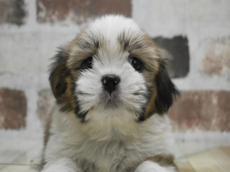 滋賀県のシーズー (ワンラブピエリ守山店/2025年10月15日生まれ/男の子/ゴールドホワイト)の子犬の1枚目の画像