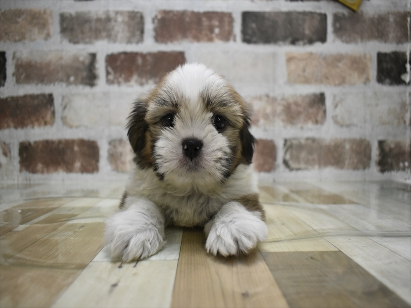 滋賀県のシーズー (ワンラブピエリ守山店/2025年10月15日生まれ/男の子/ゴールドホワイト)の子犬の2枚目の画像