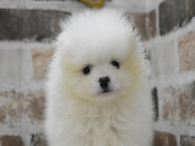 石川県のポメラニアン (ワンラブイオンタウン金沢示野店/2025年10月7日生まれ/男の子/ホワイト)の子犬の1枚目の画像