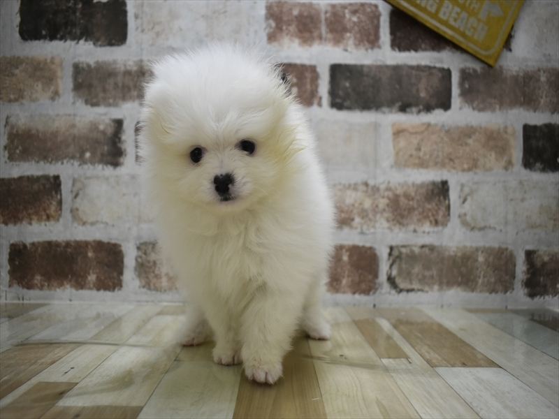石川県のポメラニアン (ワンラブイオンタウン金沢示野店/2025年10月7日生まれ/男の子/ホワイト)の子犬の2枚目の画像