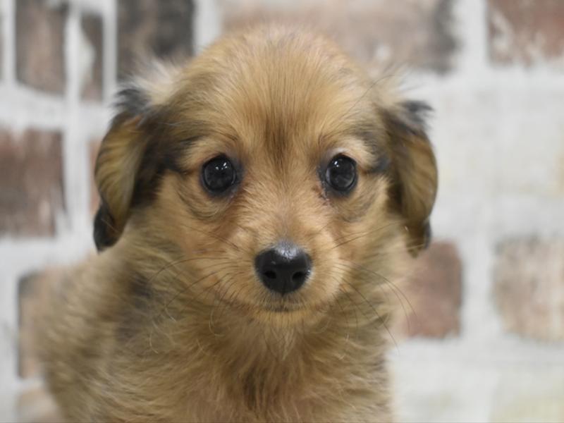 愛知県のポメックス(ポメラニアン×ダックス) (ワンラブ名古屋守山インター総本店/2025年10月13日生まれ/男の子/レッド)の子犬の1枚目の画像