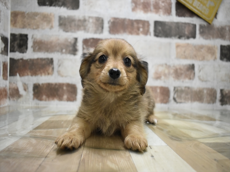 愛知県のポメックス(ポメラニアン×ダックス) (ワンラブ名古屋守山インター総本店/2025年10月13日生まれ/男の子/レッド)の子犬の2枚目の画像