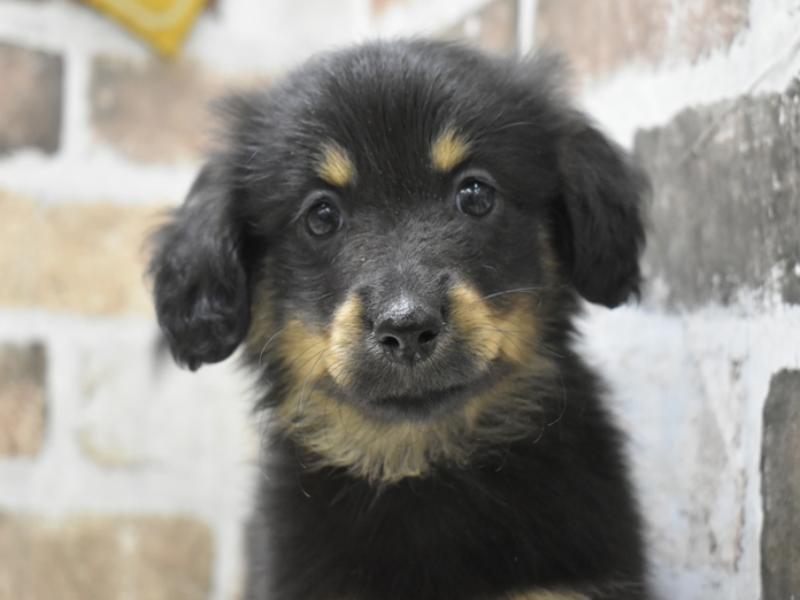 愛知県のポメックス(ポメラニアン×ダックス) (ワンラブ名古屋守山インター総本店/2025年10月13日生まれ/男の子/ブラックタン)の子犬の1枚目の画像