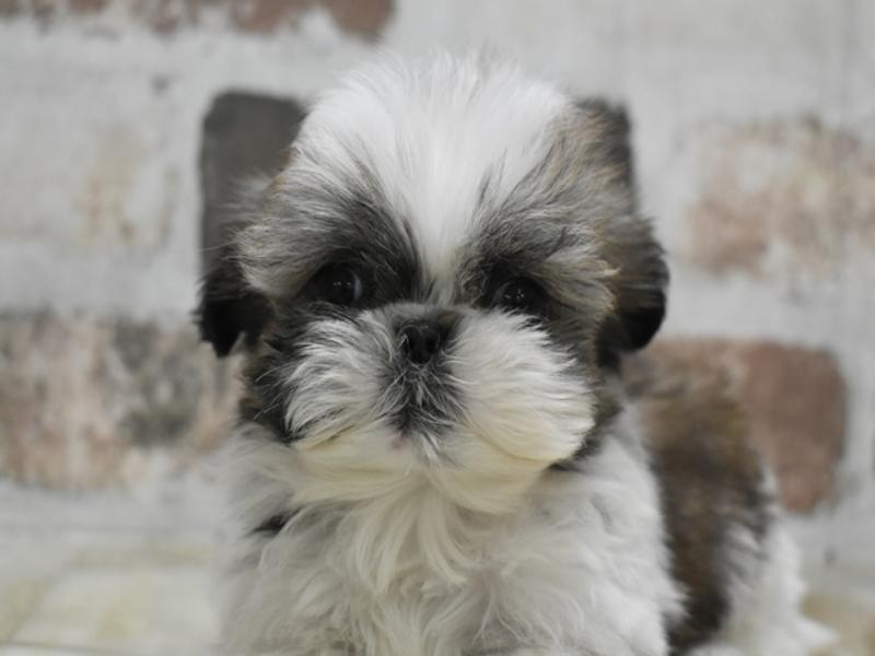 愛知県のシーズー (ワンラブ名古屋守山インター総本店/2025年10月15日生まれ/男の子/ゴールドホワイト)の子犬の1枚目の画像