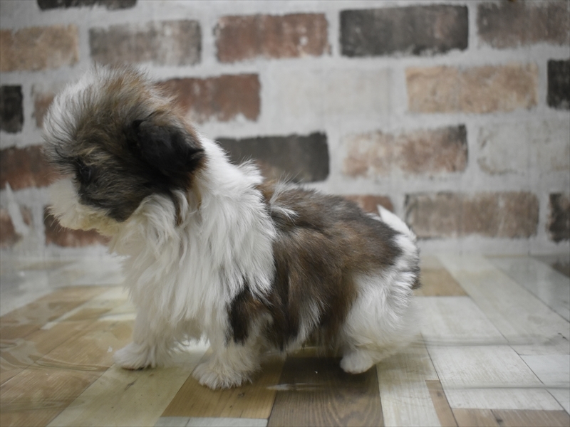 愛知県のシーズー (ワンラブ名古屋守山インター総本店/2025年10月15日生まれ/男の子/ゴールドホワイト)の子犬の3枚目の画像