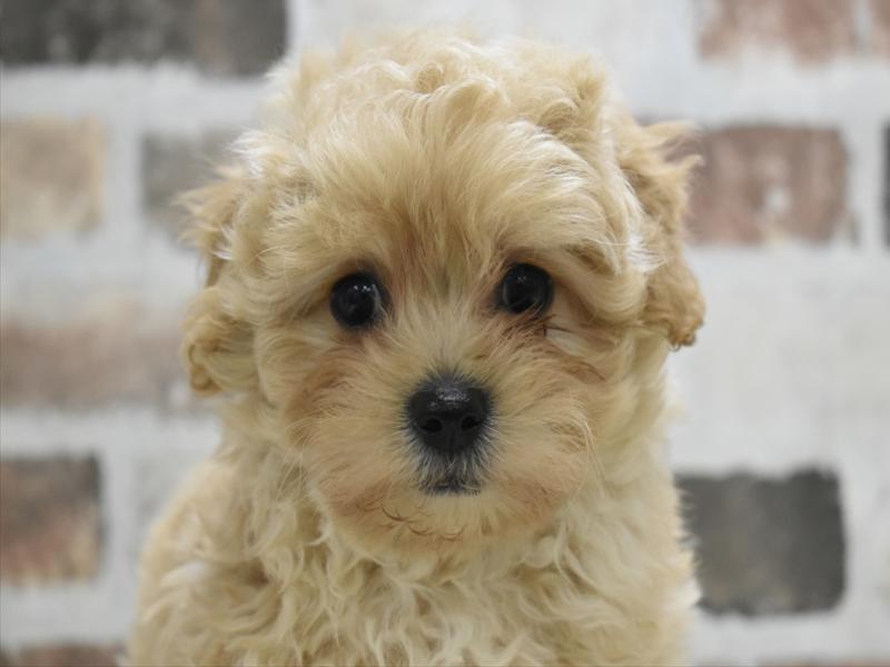 三重県のマルプー(マルチーズ×プードル) (ワンラブカインズ明和店(FC)/2025年10月12日生まれ/男の子/アプリコット)の子犬