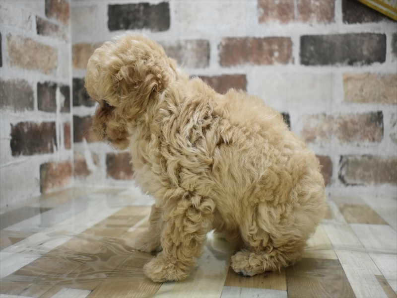 三重県のマルプー(マルチーズ×プードル) (ワンラブカインズ明和店(FC)/2025年10月12日生まれ/男の子/アプリコット)の子犬の3枚目の画像