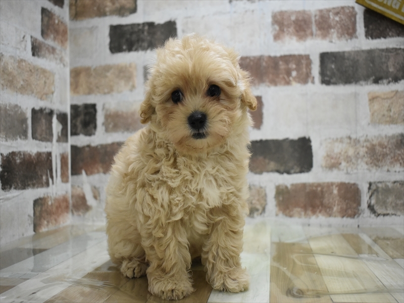 三重県のマルプー(マルチーズ×プードル) (ワンラブカインズ明和店(FC)/2025年10月12日生まれ/男の子/アプリコット)の子犬の2枚目の画像