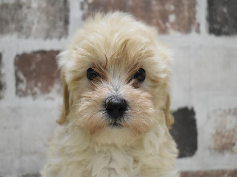 愛知県のマルプー(マルチーズ×プードル) (ワンラブドン・キホーテ緑店(FC)/2025年10月12日生まれ/男の子/アプリコット)の子犬の1枚目の画像