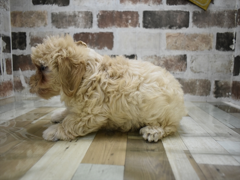 愛知県のマルプー(マルチーズ×プードル) (ワンラブドン・キホーテ緑店(FC)/2025年10月12日生まれ/男の子/アプリコット)の子犬の3枚目の画像