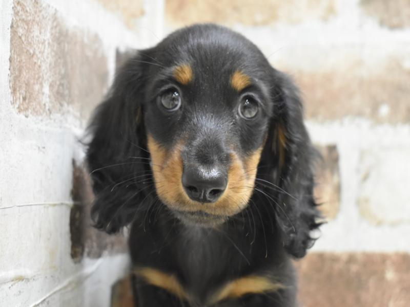岐阜県のミニチュアダックスフンド(ロング) (ワンラブアクアウォーク大垣店(FC)/2025年10月14日生まれ/男の子/ブラックタン)の子犬