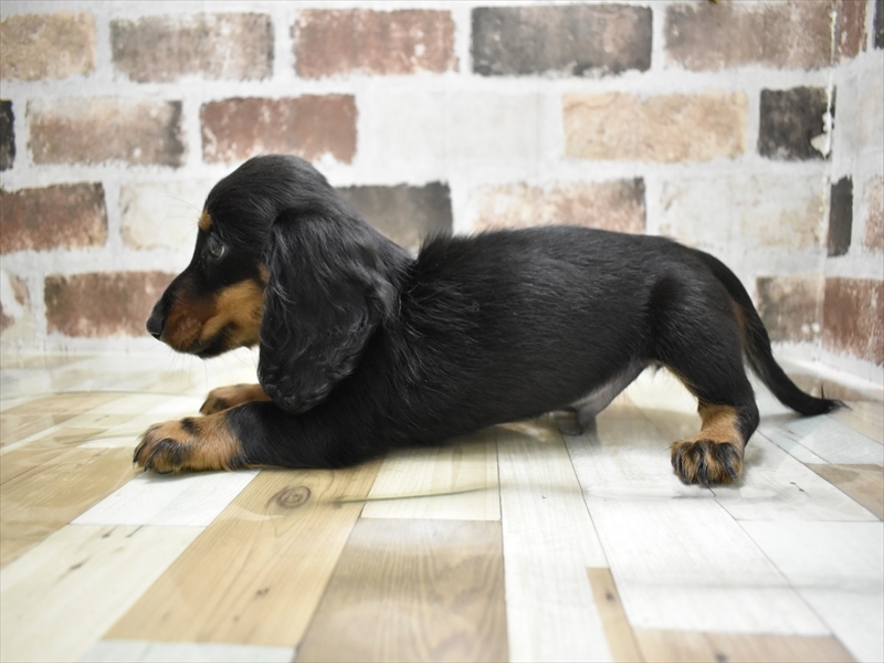 岐阜県のミニチュアダックスフンド(ロング) (ワンラブアクアウォーク大垣店(FC)/2025年10月14日生まれ/男の子/ブラックタン)の子犬の3枚目の画像