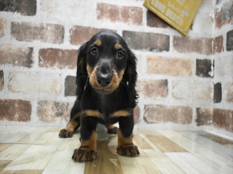 岐阜県のミニチュアダックスフンド(ロング) (ワンラブアクアウォーク大垣店(FC)/2025年10月14日生まれ/男の子/ブラックタン)の子犬の2枚目の画像