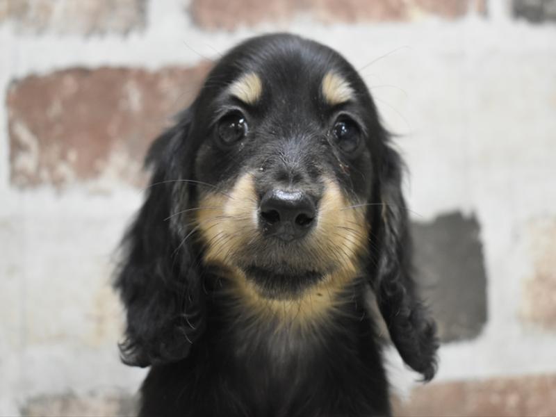 岐阜県のミニチュアダックスフンド(ロング) (ワンラブアクアウォーク大垣店(FC)/2025年10月14日生まれ/女の子/ブラックタン)の子犬