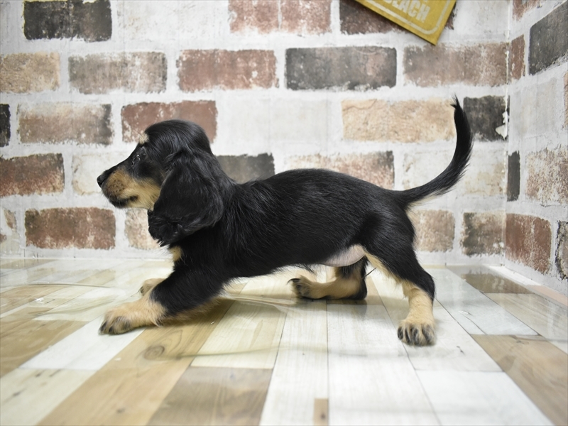 岐阜県のミニチュアダックスフンド(ロング) (ワンラブアクアウォーク大垣店(FC)/2025年10月14日生まれ/女の子/ブラックタン)の子犬の3枚目の画像