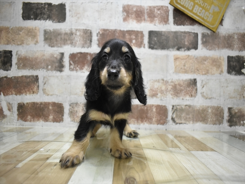 岐阜県のミニチュアダックスフンド(ロング) (ワンラブアクアウォーク大垣店(FC)/2025年10月14日生まれ/女の子/ブラックタン)の子犬の2枚目の画像