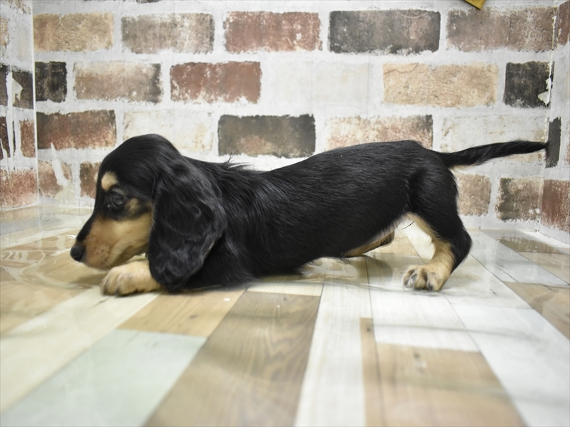 三重県のミニチュアダックスフンド(ロング) (ワンラブカインズ明和店(FC)/2025年10月14日生まれ/女の子/ブラックタン)の子犬の3枚目の画像