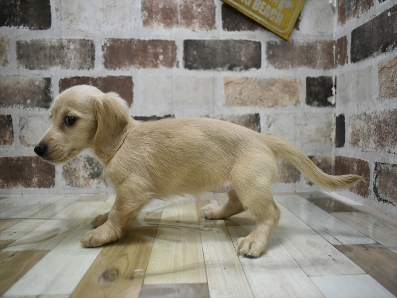 三重県のミニチュアダックスフンド(ロング) (ワンラブバローミタス伊勢店(FC)/2025年10月14日生まれ/女の子/イエロー)の子犬の3枚目の画像