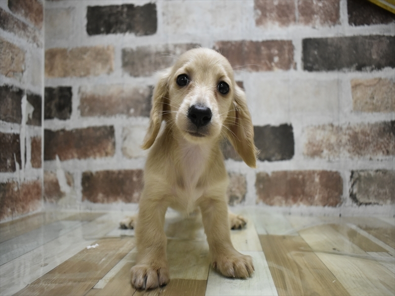 三重県のミニチュアダックスフンド(ロング) (ワンラブバローミタス伊勢店(FC)/2025年10月14日生まれ/女の子/イエロー)の子犬の2枚目の画像