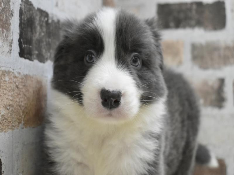 大阪府のボーダーコリー (ワンラブおっきなもふもふ大阪総本店(FC)/2025年10月15日生まれ/男の子/ブルーホワイト)の子犬の1枚目の画像