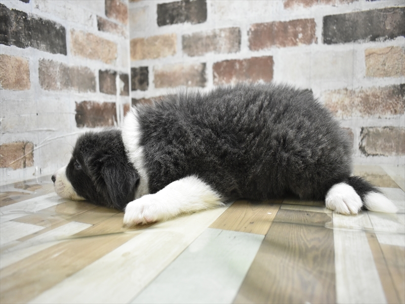 大阪府のボーダーコリー (ワンラブおっきなもふもふ大阪総本店(FC)/2025年10月15日生まれ/男の子/ブルーホワイト)の子犬の3枚目の画像