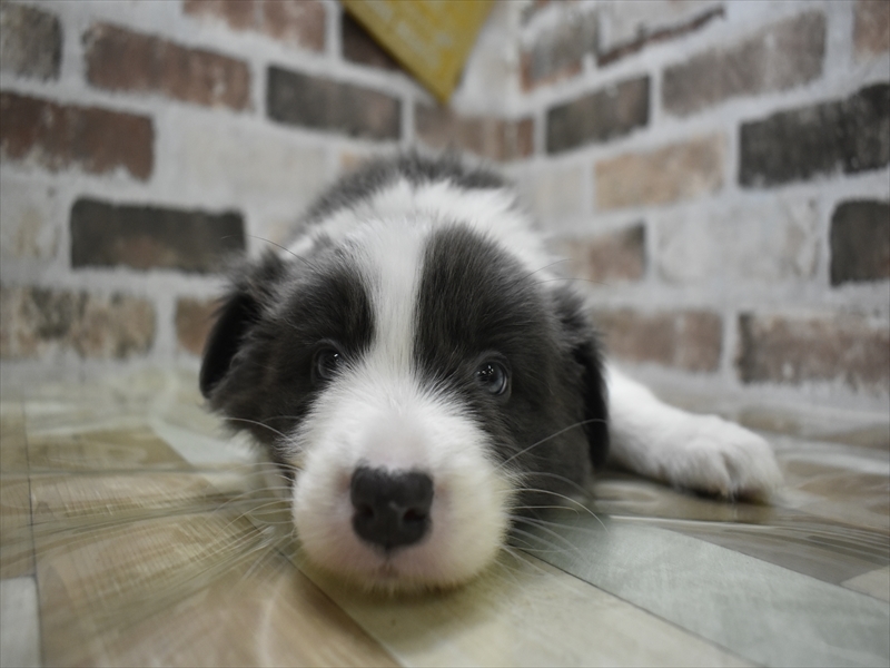 大阪府のボーダーコリー (ワンラブおっきなもふもふ大阪総本店(FC)/2025年10月15日生まれ/男の子/ブルーホワイト)の子犬の2枚目の画像